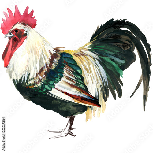 Foto Watercolor illustration of a purebred silver grey Dorking rooster standing full body