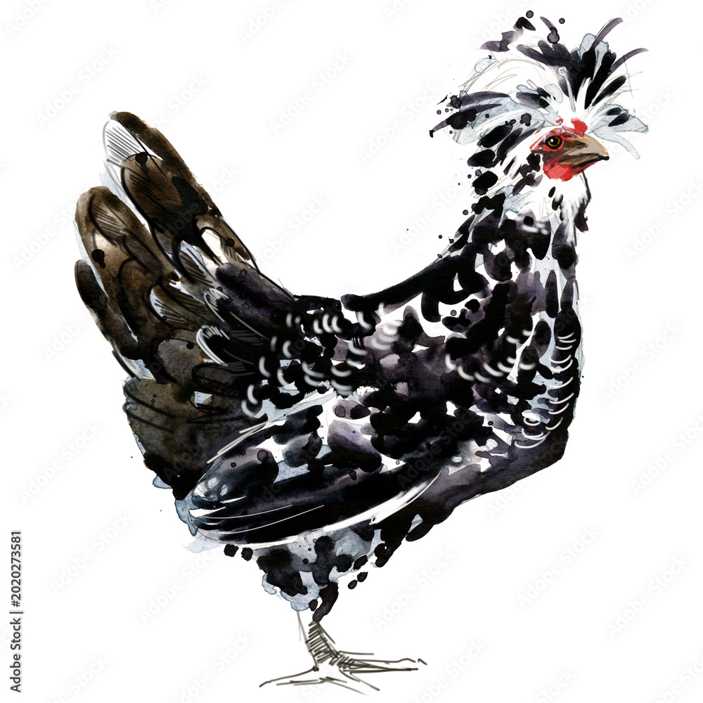 Εκτύπωση καμβά Watercolor illustration of a purebred silver mottled Houdan Polish hen standing full body