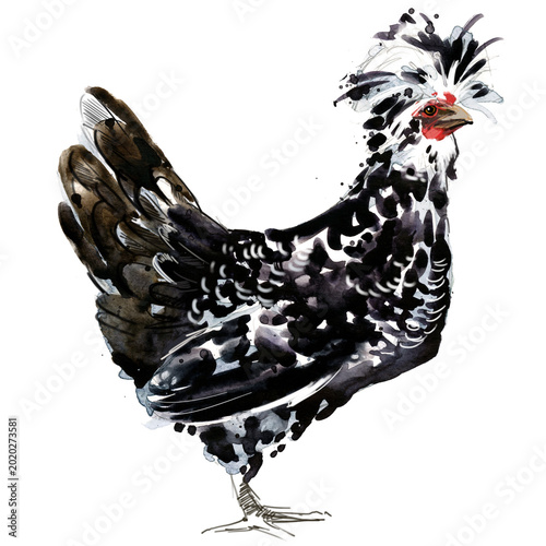 Canvas Print Watercolor illustration of a purebred silver mottled Houdan Polish hen standing full body