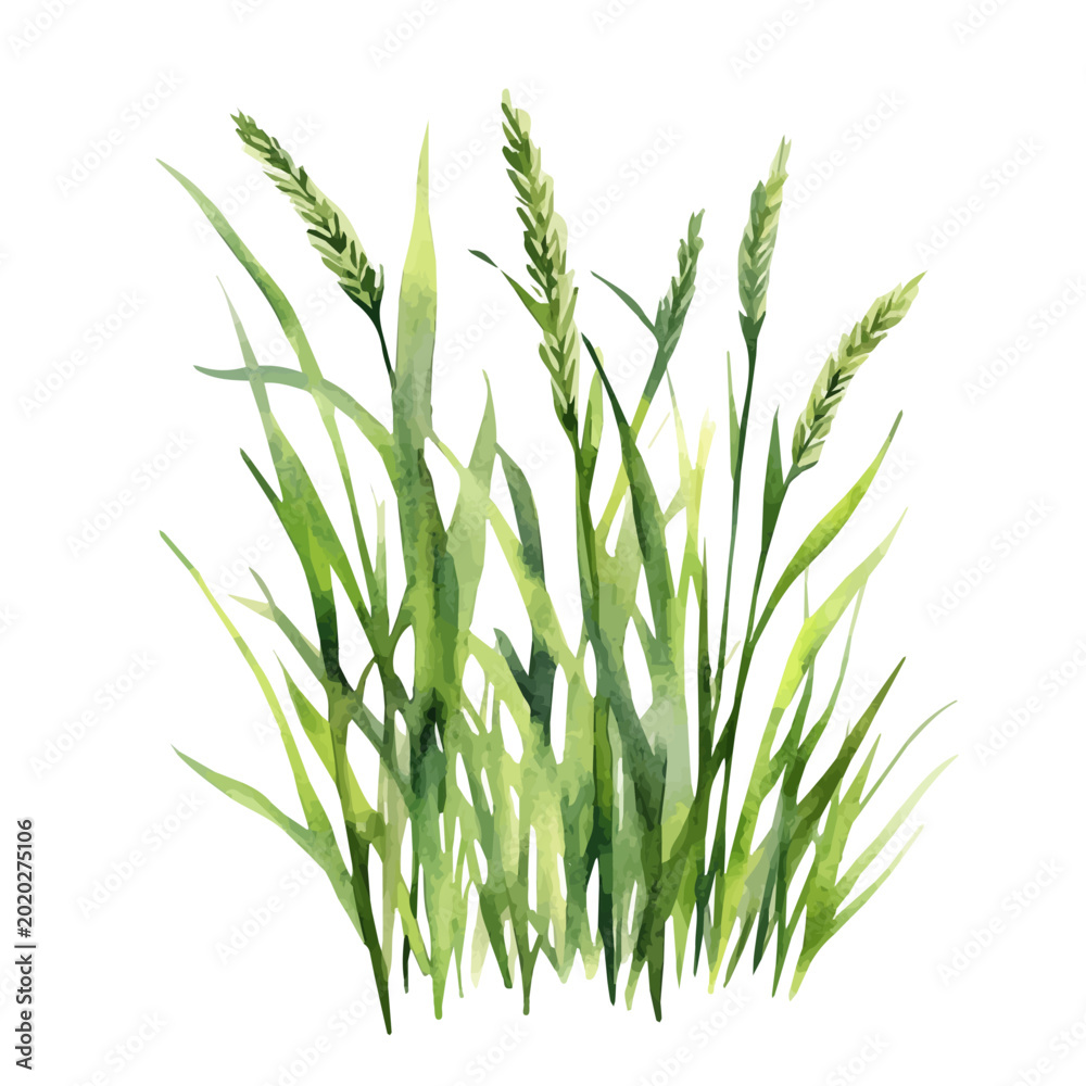 Ταπετσαρία Wheatgrass, watercolor illustration featuring soft shadows and luminous, isolated on a white background