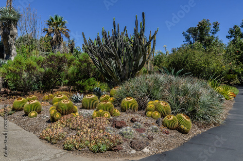 Sunlit desert garden at the Huntington Library in Los Angeles with cacti, succulents, dry textures and clear blue sky