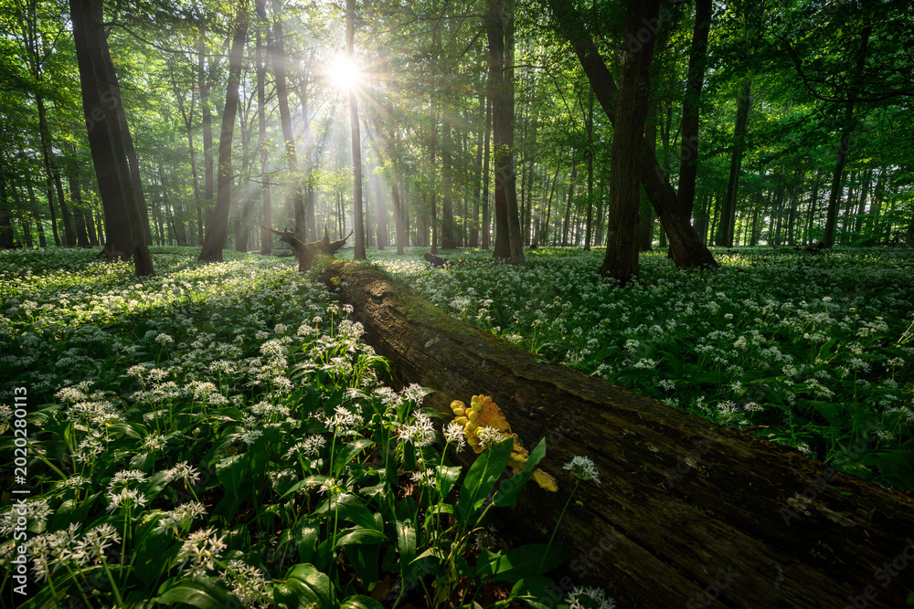 Fototapeta premium Beautiful morning in forest full of blossoming wild garlic