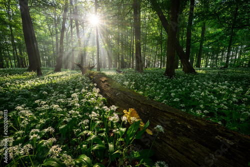 Beautiful morning in forest full of blossoming wild garlic