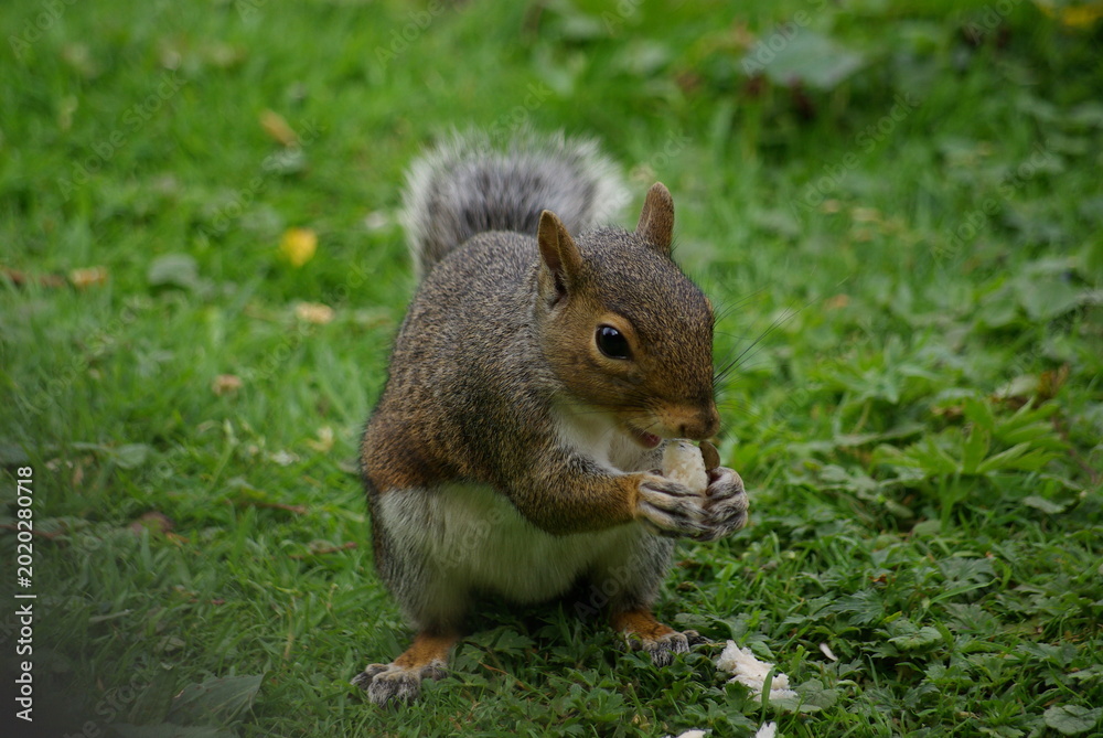 Fototapeta premium Squirrel Croutched Over Eating a NUt In Tall Foliage