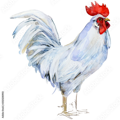Bild auf Leinwand Watercolor illustration of a purebred white Leghorn rooster standing full body