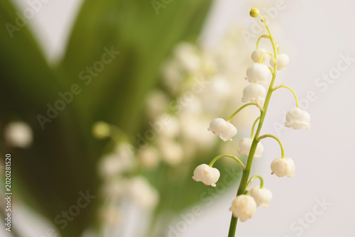 Foto Smoke close-up selective soft focus cream beige white lily of the valley snowdrop Flower