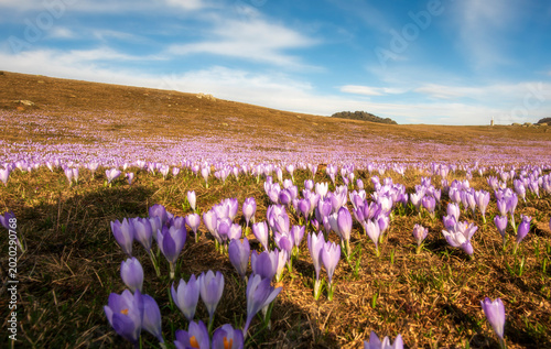 spring flowers in the field