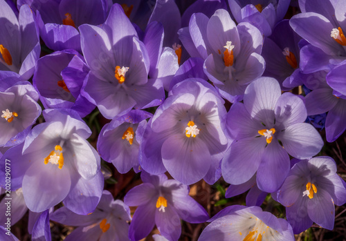 purple and yellow crocus flowers
