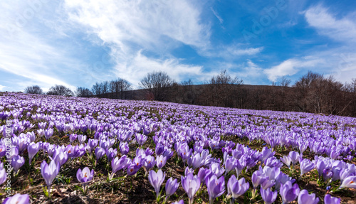 spring in the field