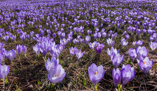 purple crocus flowers