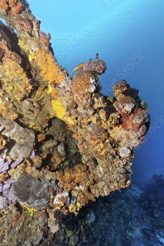 Anchor thickly encrusted with various sponges, tugboat, wreck, shipwreck, Virgen de Altagracia, Caribbean Sea near Playa St. Lucia, Camagüey Province, Caribbean, Cuba