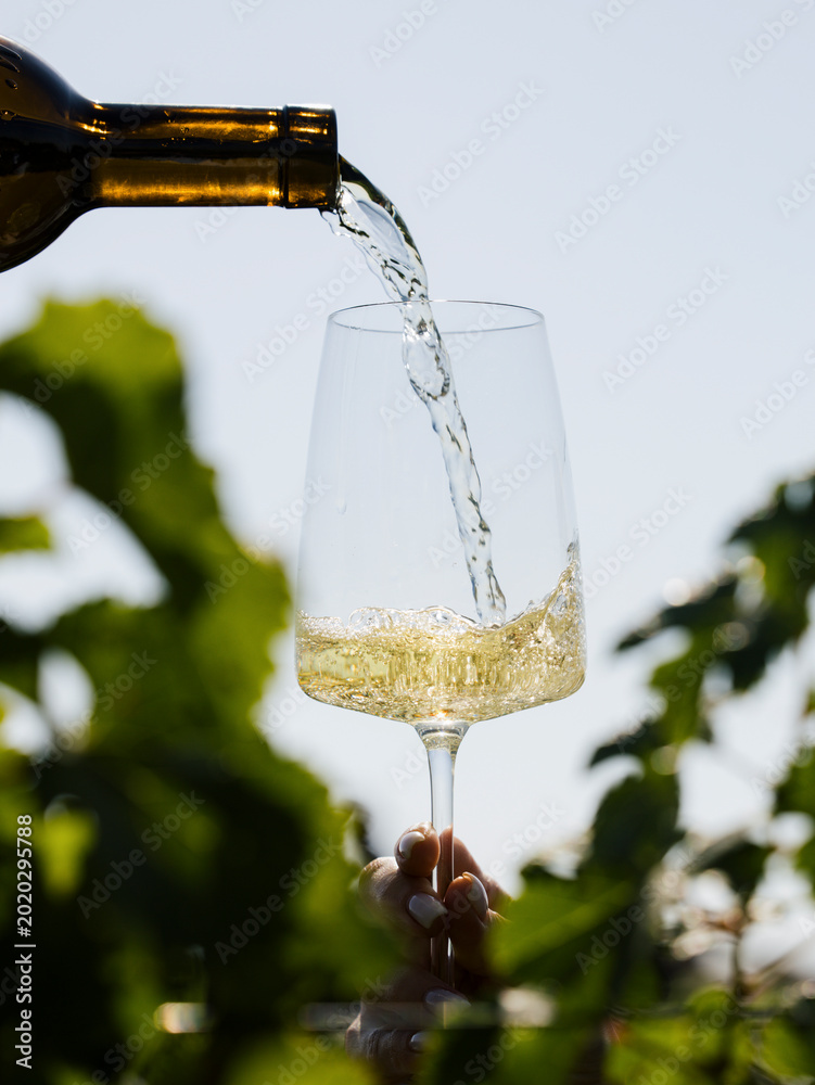 Fototapeta premium Pouring White Wine Into Glass in Vineyard During Golden Hour Wine Tasting