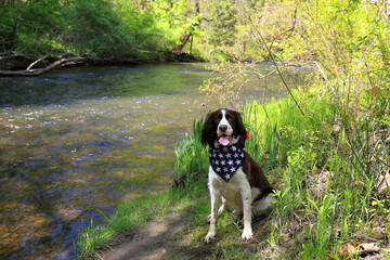 Patriotic dog wears a stars and stripes bandana by a river on a sunny day
