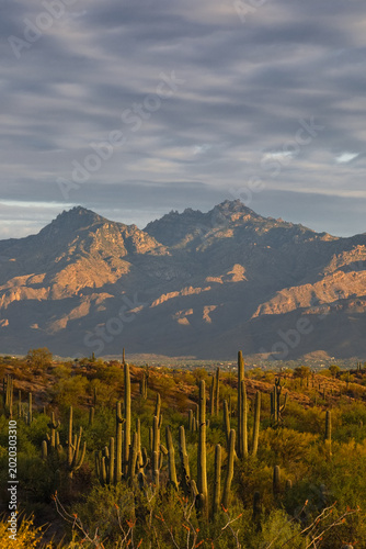 Foto Sonoran Desert landscape of saguaro cactus and Catalina Mountains bathed in morn