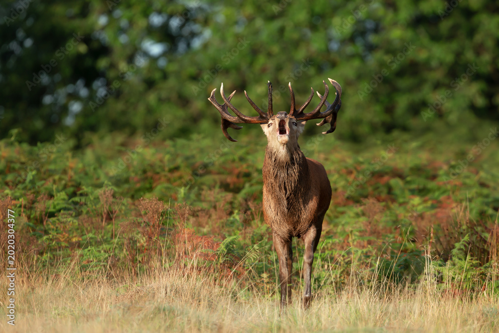 Obraz premium Red deer stag roaring in autumn bracken during the rutting season