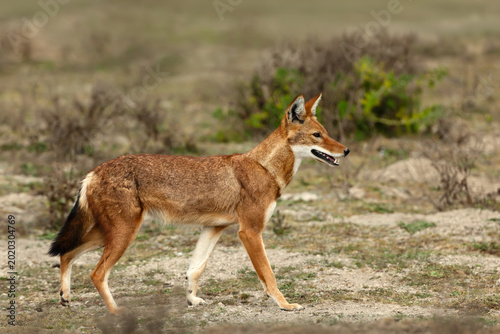 Rare endangered Ethiopian wolf standing in high-altitude grasslands of Ethiopian Highlands