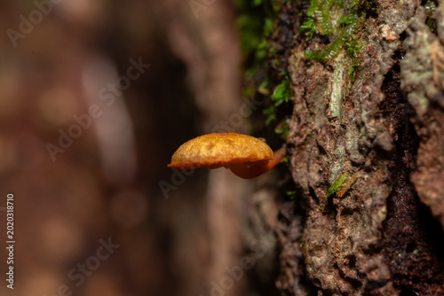 Schilderij op canvas Small mushrooms growing on a tree trunk captured in macro with soft bokeh backgr