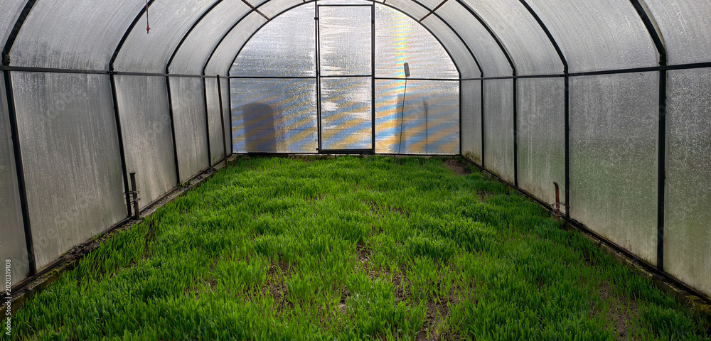 Φωτογραφία Young green grass shoots growing in lines on cultivated soil inside a transparent arched greenhouse, representing sustainable agriculture and indoor farming concepts