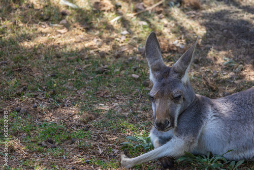 Canvastavla Close up portrait of a sleepy kangaroo resting in the shade on grass
