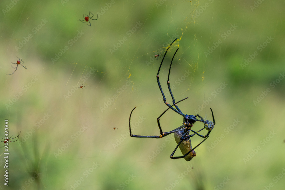 Photography spider on the web