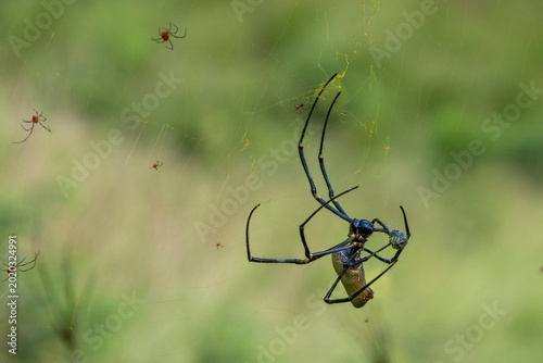 Photography spider on the web