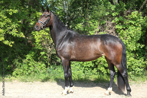 Beautiful Young Dressage Sport Horse Dark Bay Mare on Green Background