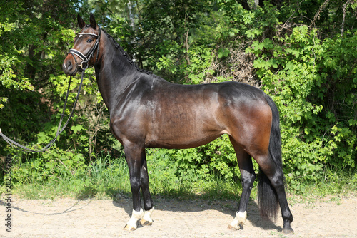 Beautiful Young Dressage Sport Horse Dark Bay Mare on Green Background