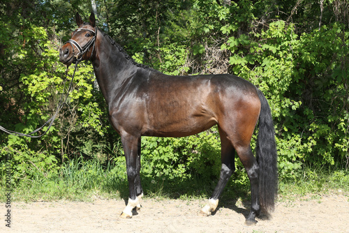 Beautiful Young Dressage Sport Horse Dark Bay Mare on Green Background