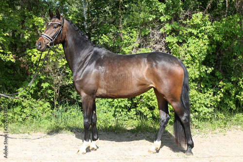 Beautiful Young Dressage Sport Horse Dark Bay Mare on Green Background