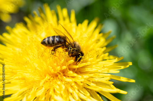 Fotografie Macro close-up of a hard-working honey bee pollinating a vibrant yellow dandelion flower on a sunny spring day