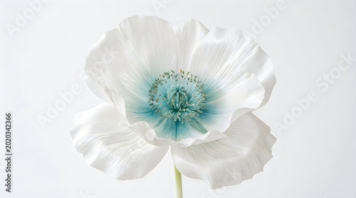 A large white flower with blue center on a plain white background