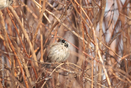 Obraz na płótnie In the heart of Bucharest, birds find refuge amidst the bustling construction