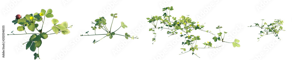 Fototapeta premium Set of Potentilla indica (false strawberry, mock strawberry, Indian strawberry, wild strawberry) frontal isolated png on a transparent background perfectly cutout high resolution