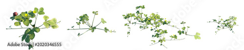 Set of Potentilla indica (false strawberry, mock strawberry, Indian strawberry, wild strawberry) frontal  isolated png on a transparent background perfectly cutout high resolution