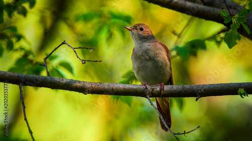 Foto "Beautiful orange songbird perched on a branch