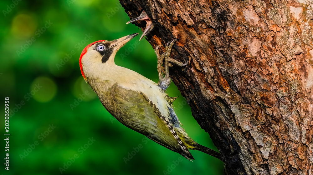 Fototapeta premium Vibrant photo of a woodpecker feeding its chick in a tree. High-quality wildlife capture with stunning detail. Ideal for nature lovers and digital prints