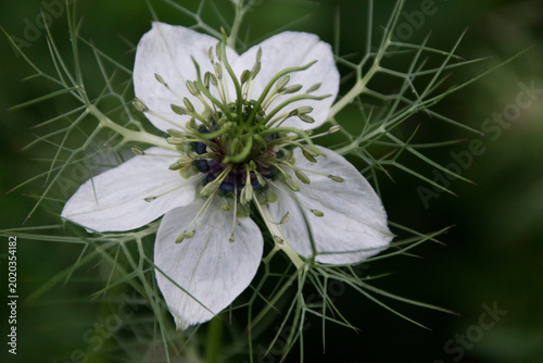 Blüte des Schwarzkümmels
