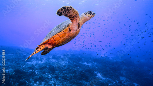 Bild auf Leinwand Stunning underwater shot of a sea turtle gliding through blue waters