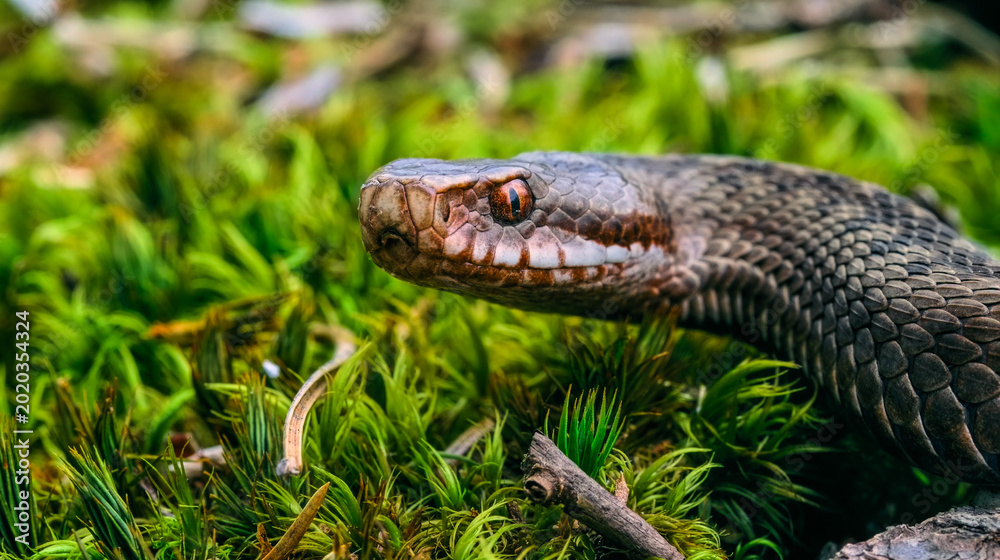 Obraz premium Detailed macro of a snake with orange eyes in green moss. High-quality wildlife photography with sharp focus. Perfect for nature lovers and digital prints