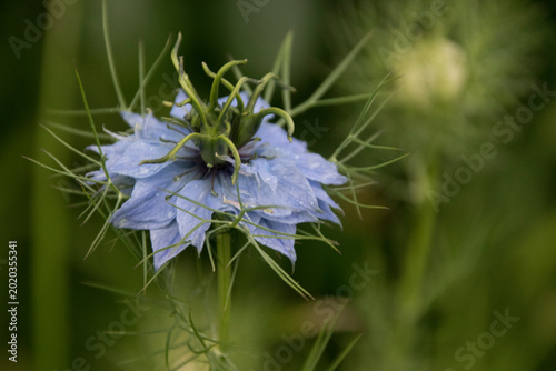 Blüte des Schwarzkümmels