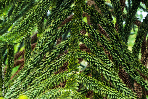 Photography Close up of monkey puzzle tree branches with sharp green leaves in a garden