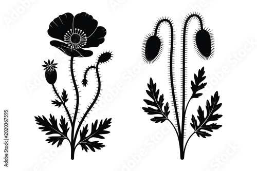 Obraz na płótnie Black silhouette of poppy flowers and buds vector illustration with silhouette