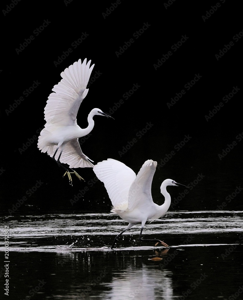Фотография Two little egrets in flight