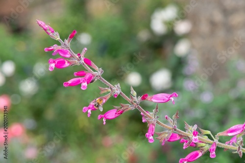 Close up of roseleaf sage (salvia involucrata) flowers in bloom