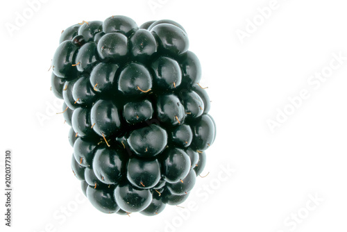 Tableau sur toile Ripe single blackberry present on a white background, highlighting its rich dark