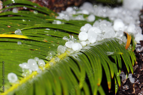 Fotografía Hail stones falling on a silver car hood during a hailstorm
