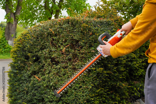 Bilde på lerret Battery powered hedge trimmer shaping evergreen yew hedge in garden during seasonal outdoor maintenance