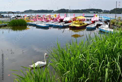 手賀沼 千葉県北部の湖沼