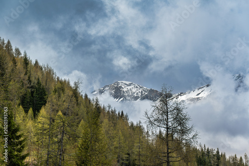 Foto Forest hillside with snowy mountain peaks in dramatic clouds