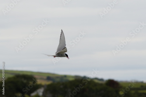 Schilderij op canvas A dynamic wildlife photograph of an Arctic Tern (Sterna paradisaea) captured in mid-flight against an overcast sky